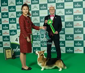 Welsh Corgi Pembroke Prints: D-C-D-0-1-9-0 Crufts 2024 NEC Birmingham Pastoral