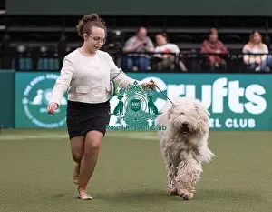 D-C-D-0-1-9-0 Crufts 2024 NEC Birmingham Pastoral