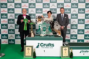 D-C-D-0-1-9-0 Crufts 2024 NEC Birmingham Pastoral