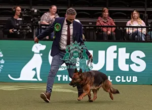 German Shepherd Dog Prints: D-C-D-0-1-9-0 Crufts 2024 NEC Birmingham Pastoral