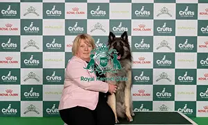 Belgian Shepherd Dog Tervueren Prints: D-C-D-0-1-9-0 Crufts 2024 NEC Birmingham Pastoral