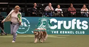 Finnish Lapphund Prints: D-C-D-0-1-9-0 Crufts 2024 NEC Birmingham Pastoral
