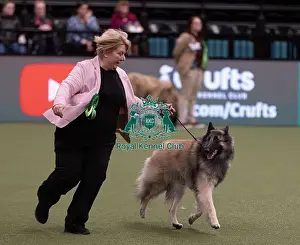 Belgian Shepherd Dog Tervueren Prints: D-C-D-0-1-9-0 Crufts 2024 NEC Birmingham Pastoral