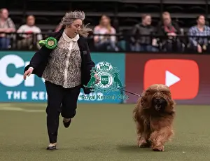 Briard Prints: D-C-D-0-1-9-0 Crufts 2024 NEC Birmingham Pastoral