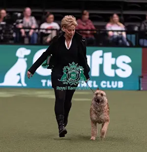 Belgian Shepherd Dog Laekenois Prints: D-C-D-0-1-9-0 Crufts 2024 NEC Birmingham Pastoral