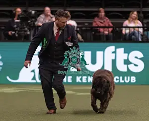 Estrela Mountain Dog Prints: D-C-D-0-1-9-0 Crufts 2024 NEC Birmingham Pastoral