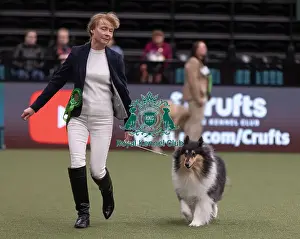 D-C-D-0-1-9-0 Crufts 2024 NEC Birmingham Pastoral