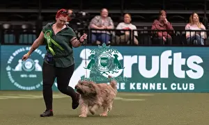 D-C-D-0-1-9-0 Crufts 2024 NEC Birmingham Pastoral