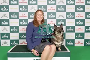 Swedish Vallhund Prints: D-C-D-0-1-9-0 Crufts 2024 NEC Birmingham Pastoral
