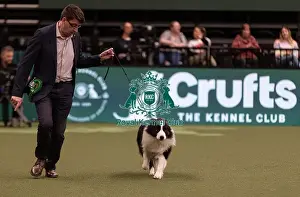 Border Collie Prints: D-C-D-0-1-9-0 Crufts 2024 NEC Birmingham Pastoral