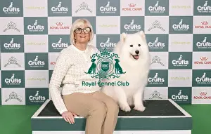 Samoyed Prints: D-C-D-0-1-9-0 Crufts 2024 NEC Birmingham Pastoral