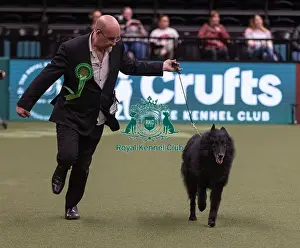 Belgian Shepherd Dog Groenendael Prints: D-C-D-0-1-9-0 Crufts 2024 NEC Birmingham Pastoral