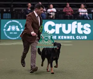 Beauceron Prints: D-C-D-0-1-9-0 Crufts 2024 NEC Birmingham Pastoral