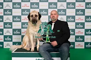 Turkish Kangal Dog Prints: D-C-D-0-1-9-0 Crufts 2024 NEC Birmingham Pastoral