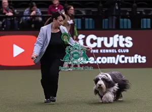 Bearded Collie Prints: D-C-D-0-1-9-0 Crufts 2024 NEC Birmingham Pastoral