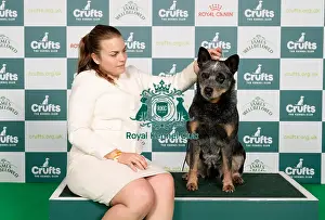 Australian Cattle Dog Prints: D-C-D-0-1-9-0 Crufts 2024 NEC Birmingham Pastoral