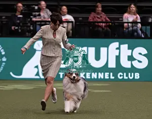 Melanie Raymond Prints: D-C-D-0-1-9-0 Crufts 2024 NEC Birmingham Pastoral