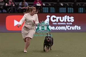Australian Cattle Dog Prints: D-C-D-0-1-9-0 Crufts 2024 NEC Birmingham Pastoral