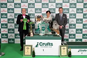 D-C-D-0-1-9-0 Crufts 2024 NEC Birmingham Pastoral
