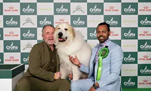 D-C-D-0-1-9-0 Crufts 2024 NEC Birmingham Pastoral