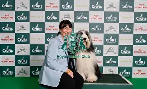 Bearded Collie Prints: D-C-D-0-1-9-0 Crufts 2024 NEC Birmingham Pastoral