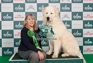 D-C-D-0-1-9-0 Crufts 2024 NEC Birmingham Pastoral