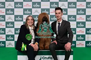 Briard Prints: D-C-D-0-1-9-0 Crufts 2024 NEC Birmingham Pastoral