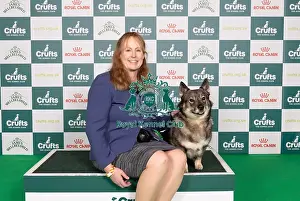 Swedish Vallhund Prints: D-C-D-0-1-9-0 Crufts 2024 NEC Birmingham Pastoral