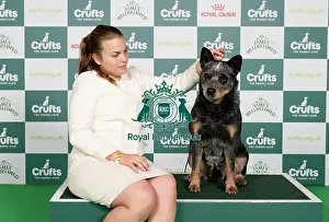 Australian Cattle Dog Prints: D-C-D-0-1-9-0 Crufts 2024 NEC Birmingham Pastoral