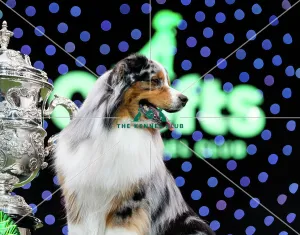 Crufts 2024 Jigsaw Puzzle Collection: Crufts 2024 images (BeatMedia)