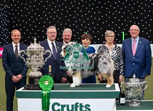 Melanie Raymond Prints: D-C-D-0-1-9-0 Crufts 2024 NEC Birmingham Terrier