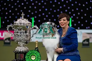 Melanie Raymond Prints: D-C-D-0-1-9-0 Crufts 2024 NEC Birmingham Terrier