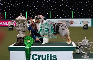 Melanie Raymond Prints: D-C-D-0-1-9-0 Crufts 2024 NEC Birmingham Terrier