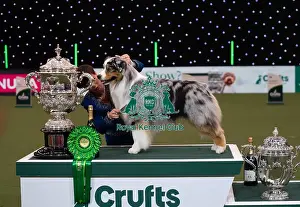 Melanie Raymond Prints: D-C-D-0-1-9-0 Crufts 2024 NEC Birmingham Terrier