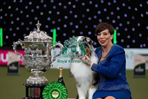 Melanie Raymond Prints: D-C-D-0-1-9-0 Crufts 2024 NEC Birmingham Terrier