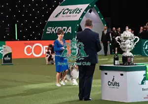 Melanie Raymond Prints: D-C-D-0-1-9-0 Crufts 2024 NEC Birmingham Terrier