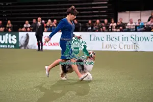 Melanie Raymond Prints: D-C-D-0-1-9-0 Crufts 2024 NEC Birmingham Terrier