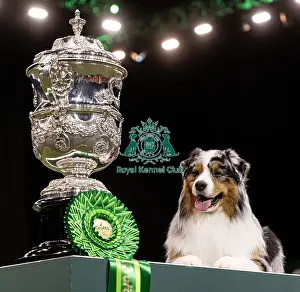 Australian Shepherd Prints: D-C-D-0-1-9-0 Crufts 2024 NEC Birmingham Terrier