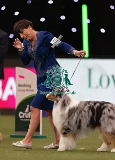 Melanie Raymond Prints: D-C-D-0-1-9-0 Crufts 2024 NEC Birmingham Terrier