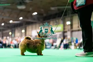 Norwich Terrier Prints: D-C-D-0-1-9-0 Crufts 2024 NEC Birmingham Terrier