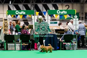 Norwich Terrier Prints: D-C-D-0-1-9-0 Crufts 2024 NEC Birmingham Terrier