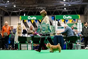 Norwich Terrier Prints: D-C-D-0-1-9-0 Crufts 2024 NEC Birmingham Terrier