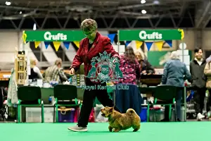 Norwich Terrier Prints: D-C-D-0-1-9-0 Crufts 2024 NEC Birmingham Terrier