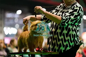 Norwich Terrier Prints: D-C-D-0-1-9-0 Crufts 2024 NEC Birmingham Terrier