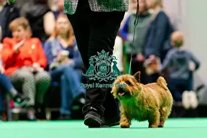 Norwich Terrier Prints: D-C-D-0-1-9-0 Crufts 2024 NEC Birmingham Terrier