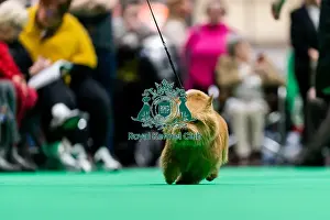 Norwich Terrier Prints: D-C-D-0-1-9-0 Crufts 2024 NEC Birmingham Terrier