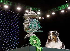 Australian Shepherd Prints: D-C-D-0-1-9-0 Crufts 2024 NEC Birmingham Terrier