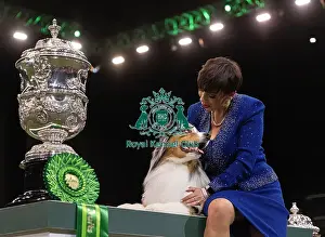 Melanie Raymond Prints: D-C-D-0-1-9-0 Crufts 2024 NEC Birmingham Terrier
