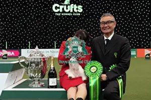 Kao Miichi Prints: D-C-D-0-1-9-0 Crufts 2024 NEC Birmingham Terrier