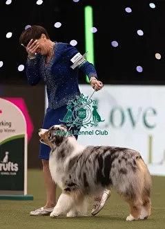 Melanie Raymond Prints: D-C-D-0-1-9-0 Crufts 2024 NEC Birmingham Terrier